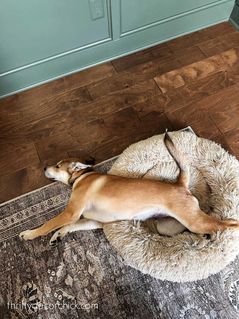 Carolina dog breed puppy in bed